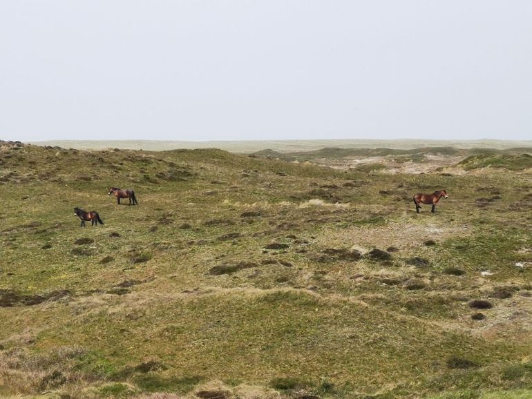 Begraasd duingebied op Texel