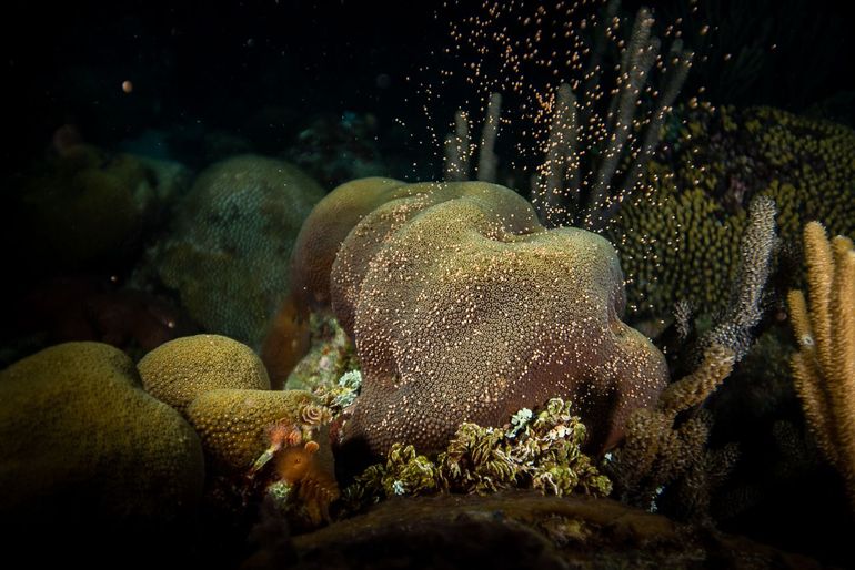 Coral Spawning