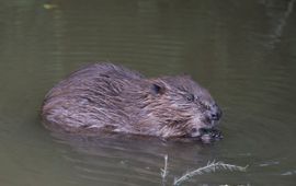 Bever EENMALIG GEBRUIK