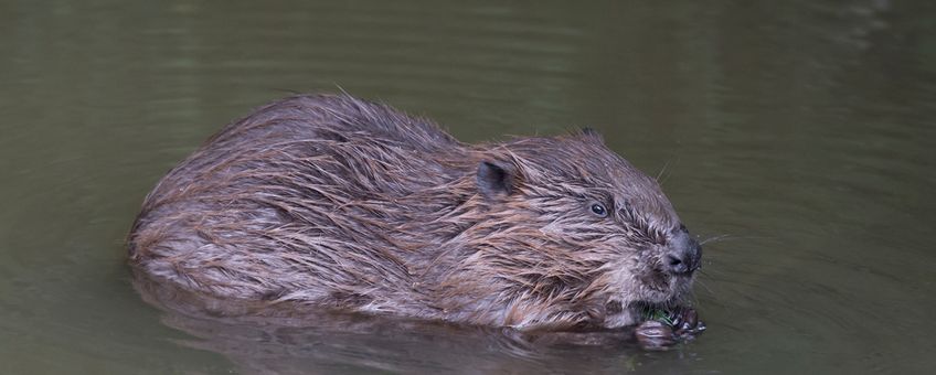 Bever EENMALIG GEBRUIK