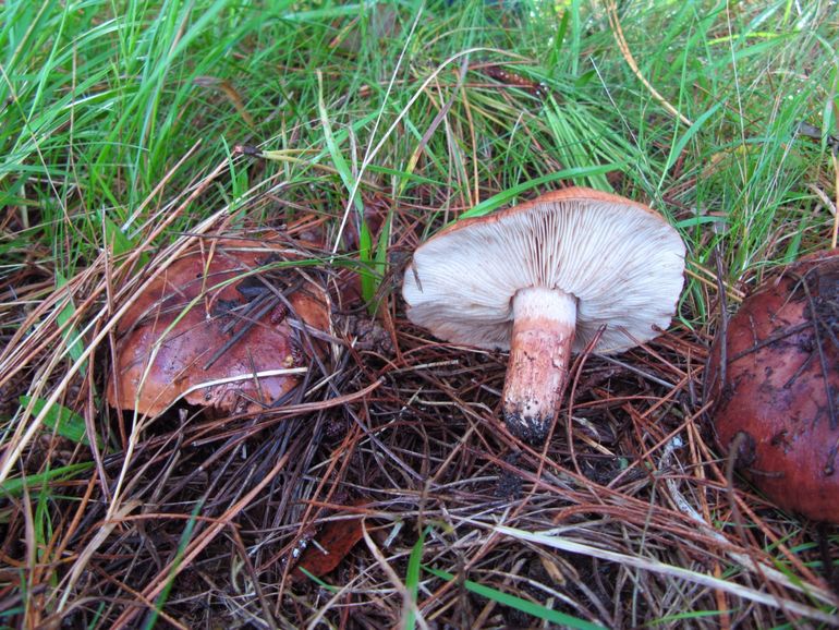 Witbruine ridderzwammen aan een bosrand in de dennenbossen van Schoorl. 