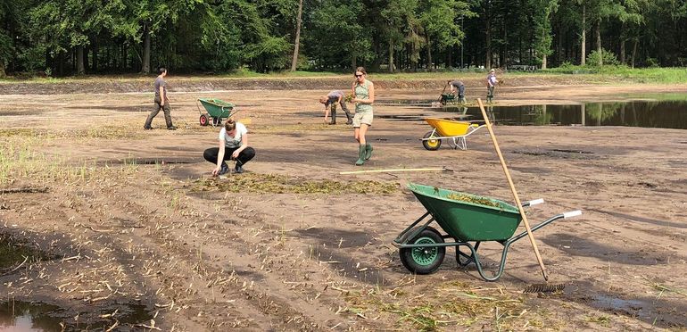 Inzetten van een experiment voor het onderdrukken van watercrassula na opschoning van een ven