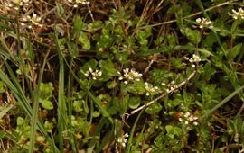 Marijke Verhagen, Saxifraga Doorgroeide boerenkers