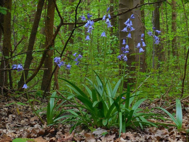 De boshyacint geeft bosbodems momenteel kleur