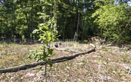 Staatsbosbeheer nieuwe aanplant in Willinks Weust
