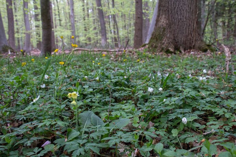 Bosflora in een eikenhaagbeukenbos