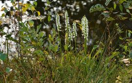 Eric Hartgers Welriekende schroeforchis. Spiranathes cernua var. odorata