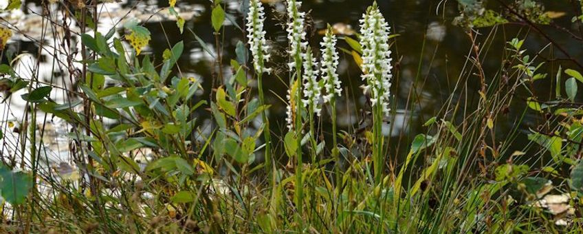 Welriekende schroeforchis.  Spiranathes cernua var. odorata