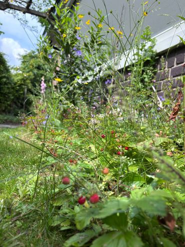 Natuurlijke tuin met kruidenrijke border