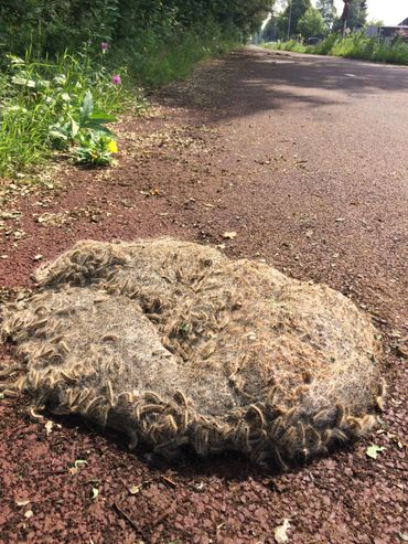 Groot nest vol met eikenprocessierupsen is op een fietspad in Ede gevallen