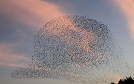 Sovon Vogelonderzoek Nederland Een computerprogramma telde het aantal spreeuwen op deze foto: minstens 18.800.