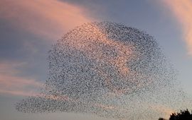 Een computerprogramma telde het aantal spreeuwen op deze foto: minstens 18.800.