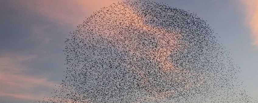 Een computerprogramma telde het aantal spreeuwen op deze foto: minstens 18.800.