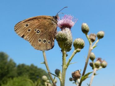 Vroeger was het koevinkje nog een gewone verschijning in veel wegbermen
