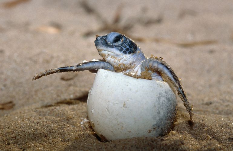 Jonge groene zeeschildpad