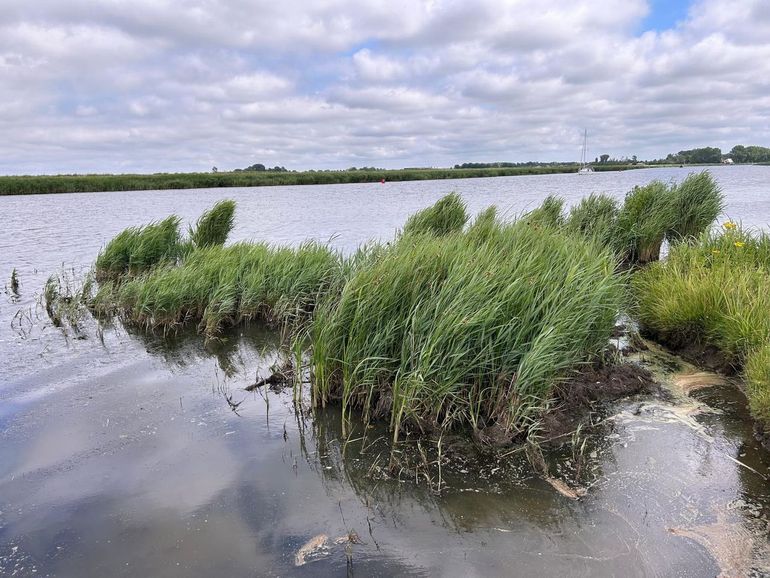 Rietzones verliezen hun samenhang door oeverafslag