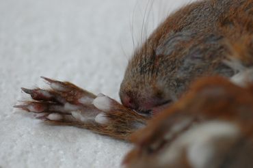 Red squirrel with poxvirus lesions