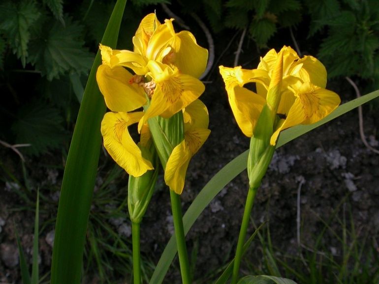 De sierlijke, gele bloemen van de gele lis