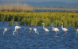 Groep flamingo's op de Marker Wadden