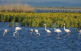 Groep flamingo's op de Marker Wadden