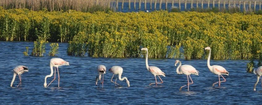 Groep flamingo's op de Marker Wadden