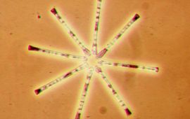 Eindredactie Asterionella formosa. Fotograaf onbekend. Copyright vrij. Komt van Wikipedia.