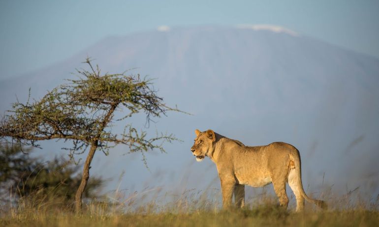Een leeuwin overziet haar territorium, Maasai Mara, Kenia