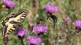 Koninginnenpage - primair