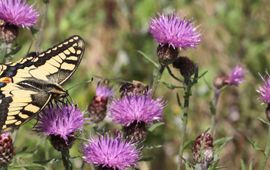 Koninginnenpage - primair