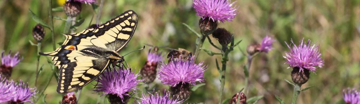 Koninginnenpage - primair