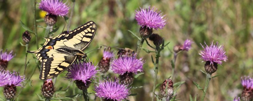 Koninginnenpage - primair