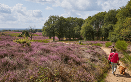 Wandelende mensen op de heide.