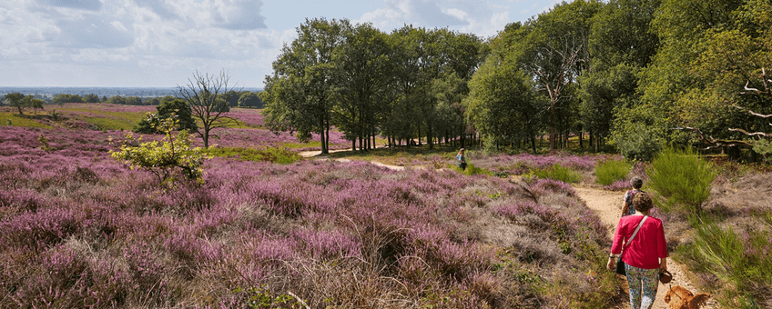 Wandelende mensen op de heide.