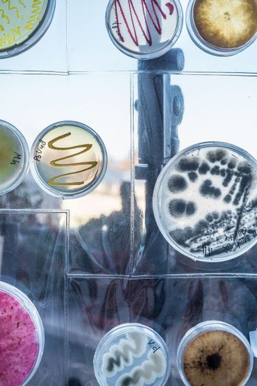 Platen micro-organismen