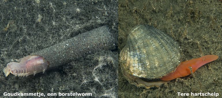 Waarnemingen van dode zeedieren geeft alleen maar inzicht in wat er geleefd heeft! Wanneer komen deze soorten hier weer terug?