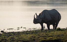 Een wilde neushoorn verkent een waterpoel in Kaziranga National Park in India