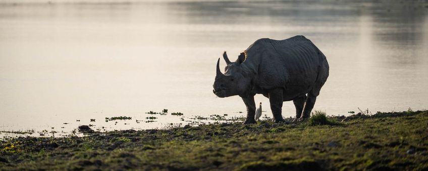 Een wilde neushoorn verkent een waterpoel in Kaziranga National Park in India