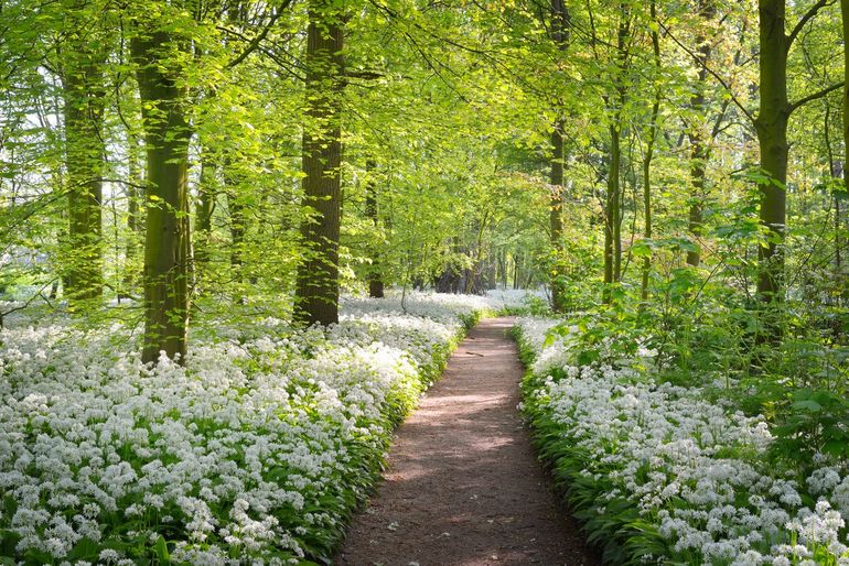 De diversiteit aan planten in Nederlandse bossen blijft dalen