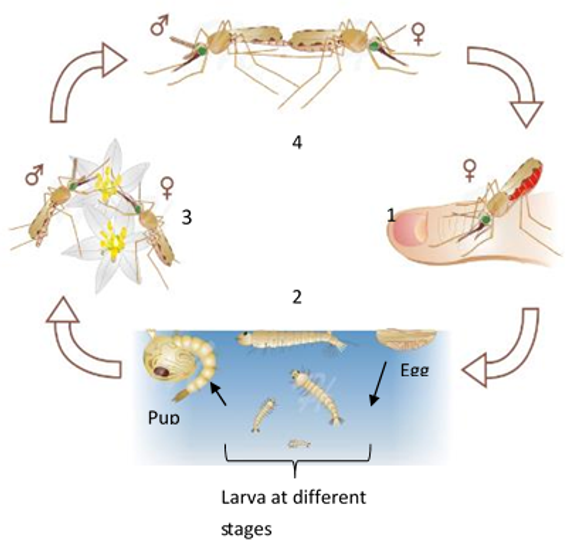 culex mosquito life cycle