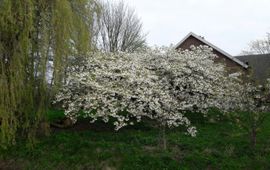 Bloei van prunus op 7 april 2017 foto gemaakt met GrowApp.today