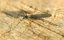 Entomart Trichocera-hiemalis wintermug CCBY wiki