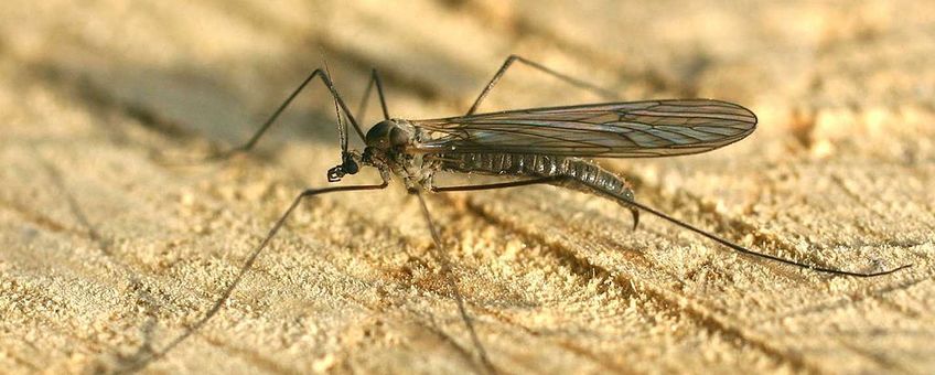 Trichocera-hiemalis wintermug CCBY wiki