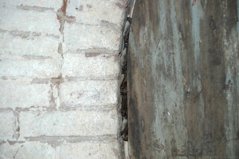 Vleermuizen kruipen graag weg in kleine kieren, zoals hier tussen een deur en een muur