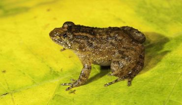Athirappilly Night Frog (Nyctibatrachus athirappillyensis) was discovered from areas adjoining the Athirappilly waterfall, site for a proposed hydroelectric project. 