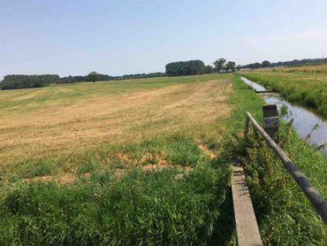 Grasland in Wageningen dat aan het verdrogen is