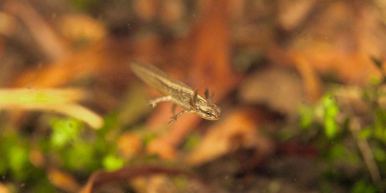 Larve ('kikkervisje') van de kleine watersalamander