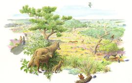Jeroen Helmer, ARK Rewilding Nederland Wolven spelen een sleutelrol in het gedrag van hoefdieren op de Veluwe.