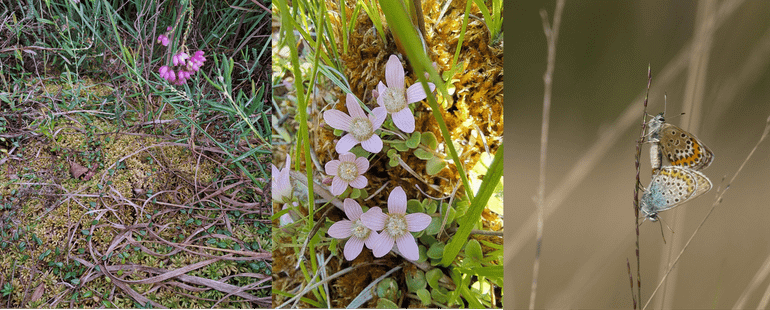 Bijzondere planten- en diersoorten die voorkomen in de Lange Gooren en Krochten. Van links naar rechts: wrattig veenmos met lavendelhei en kleine veenbes, teer guichelheil, heideblauwtje