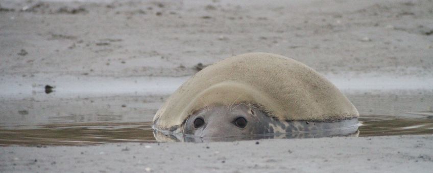 Vrouwtje in een poel