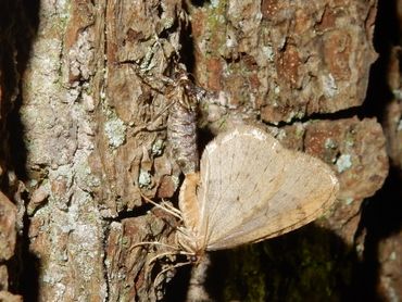 De paring van de kleine wintervlinder: het vleugelloze vrouwtje boven en eronder het mannetje